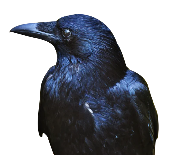 Majestic Dark Raven PNG Transparent Background