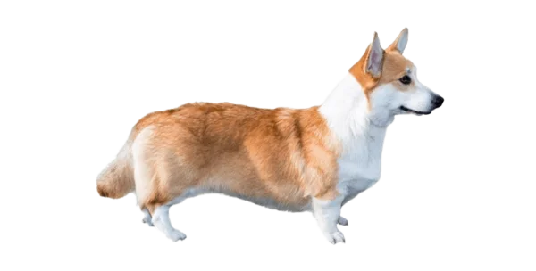 Corgi Dog Transparent PNG