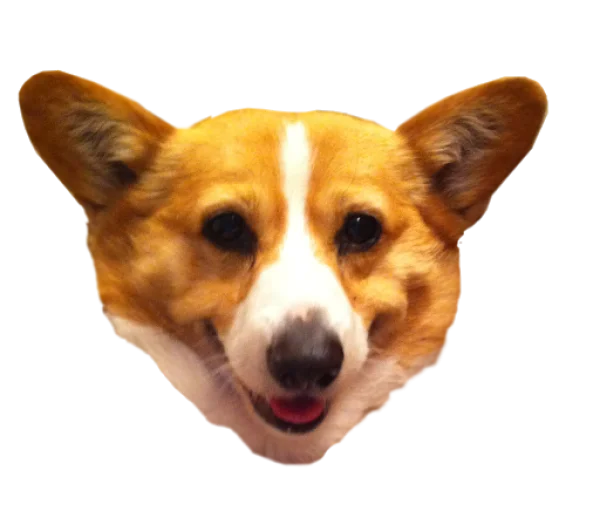 Happy Corgi Dog Face PNG Transparent Background