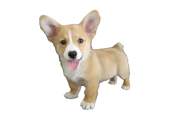 Happy Corgi Puppy PNG Transparent Background