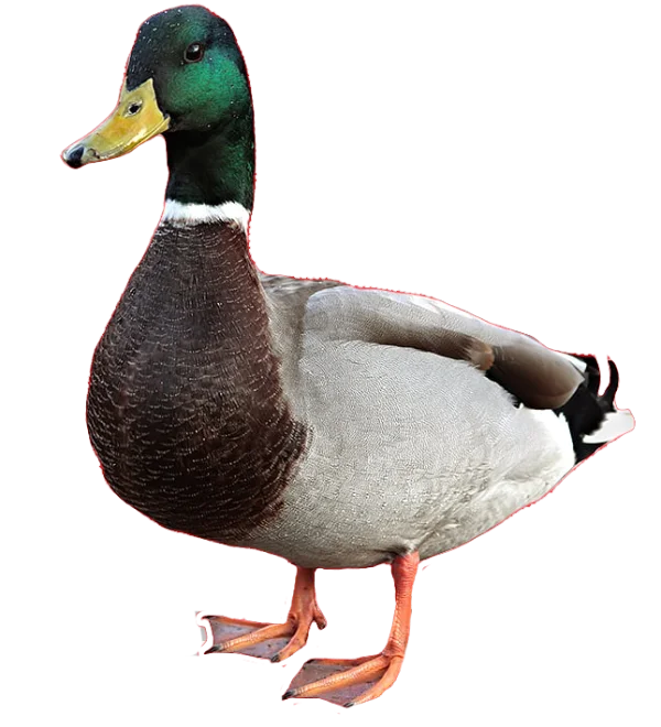 Mallard Duck PNG Transparent Background