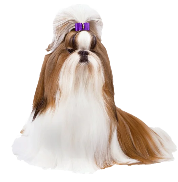 Shih Tzu Dog with Purple Bow PNG Transparent Background