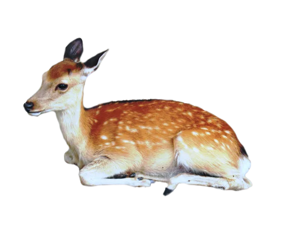 Fawn Deer Lying Down PNG Transparent Background