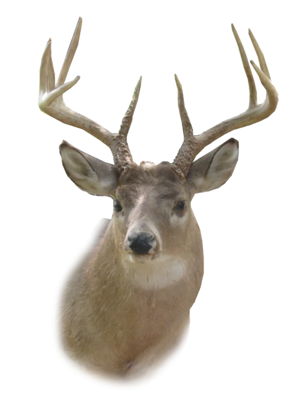 Deer Head with Large Antlers PNG Transparent Background