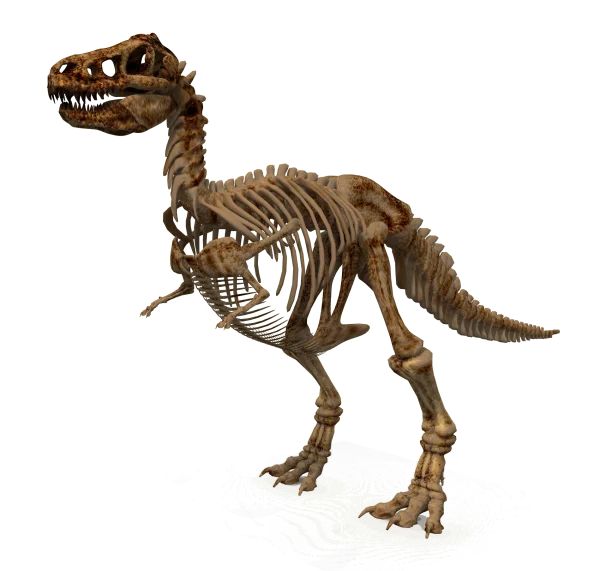 Tyrannosaurus Rex Skeleton PNG Transparent Background