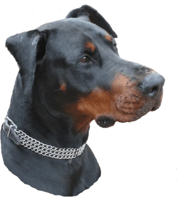 Doberman Dog Head with Chain Collar PNG Transparent Background