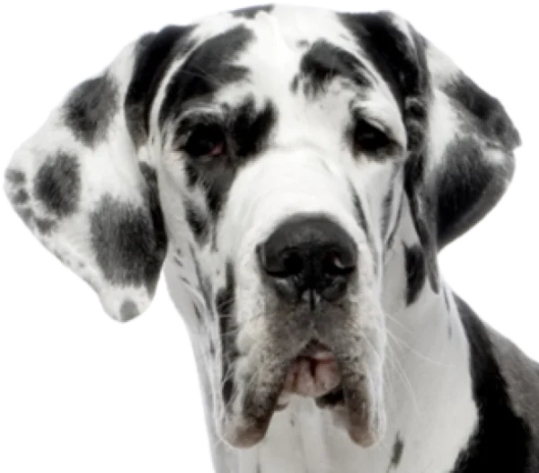 Harlequin Great Dane Dog Head PNG Transparent