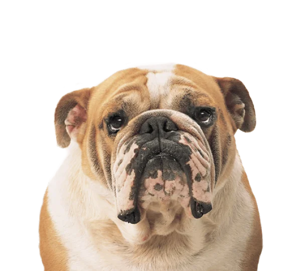 Bulldog Face PNG Transparent Background