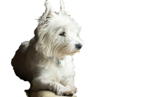 White Westie Dog PNG Transparent Background