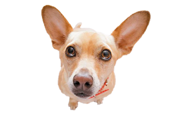 Cute Chihuahua Mix Dog Looking Up PNG