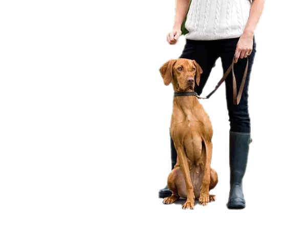 Vizsla Dog on Leash with Owner PNG Transparent Background