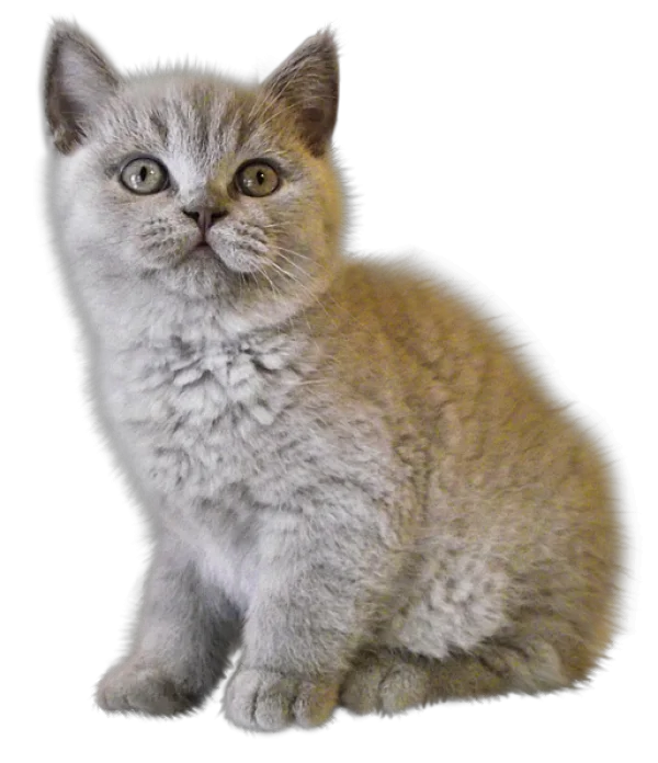 Cute Gray Kitten Transparent PNG