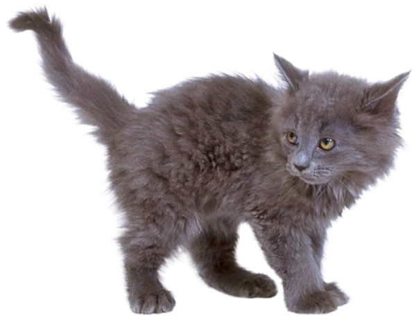 Fluffy Gray Kitten PNG Transparent Background