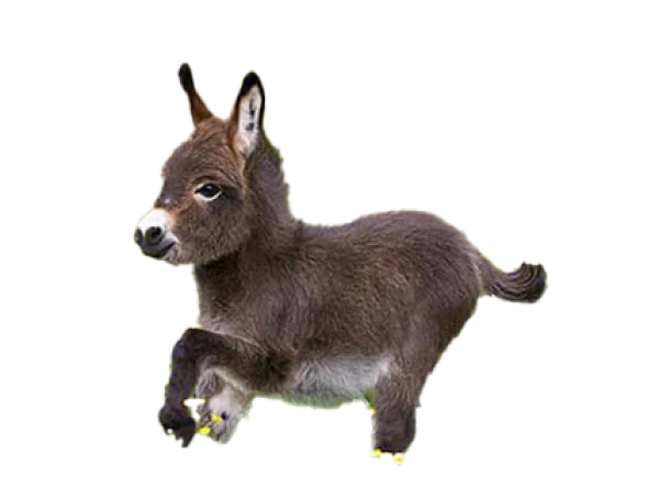 Baby Donkey PNG Transparent Background