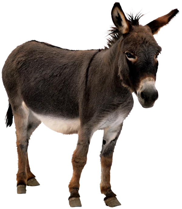 Donkey Standing Transparent Background PNG