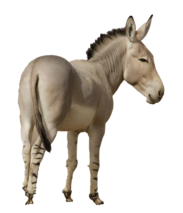 Somali Wild Ass PNG Transparent Background
