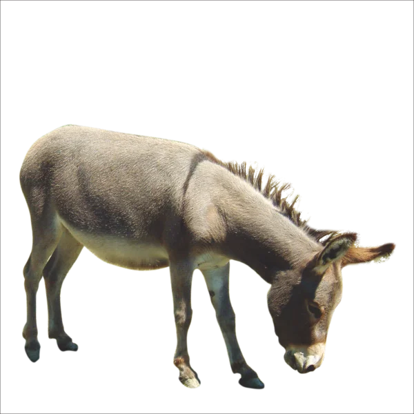 Donkey Grazing PNG Transparent Background
