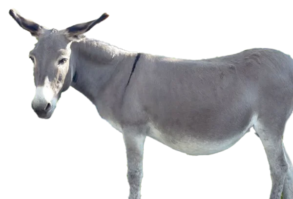 Donkey Transparent Background PNG