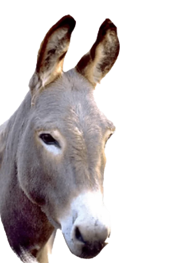 Donkey Head Transparent Background PNG
