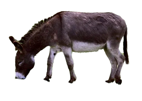 Donkey Grazing Transparent Background PNG