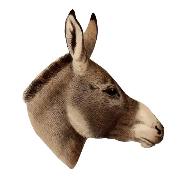 Donkey Head Profile PNG Transparent Background