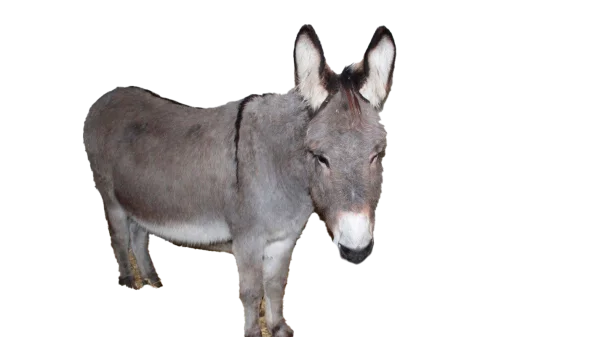Grey Donkey Transparent PNG Image