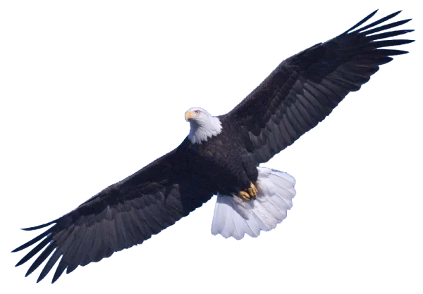 Bald Eagle in Flight PNG Transparent Background