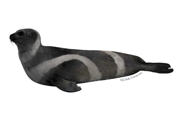 Ribbon Seal PNG Transparent Background