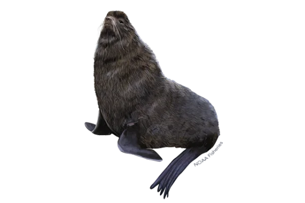 Brown Fur Seal PNG Transparent Background