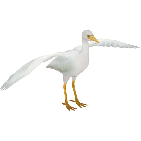 White Egret Bird with Open Wings PNG Transparent