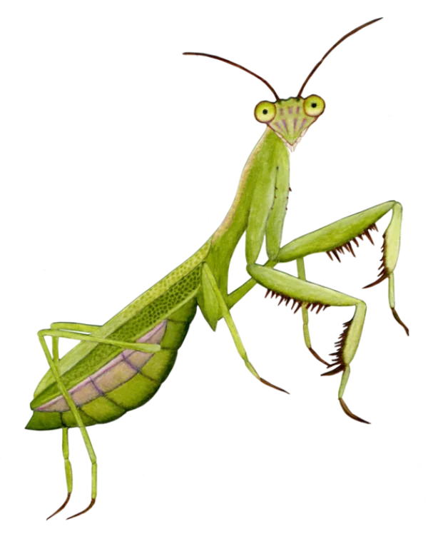 Green Praying Mantis Transparent PNG Illustration