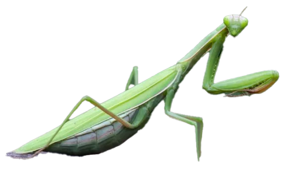 Green Praying Mantis PNG Transparent Background