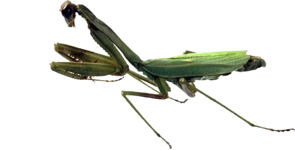 Praying Mantis PNG Transparent Background