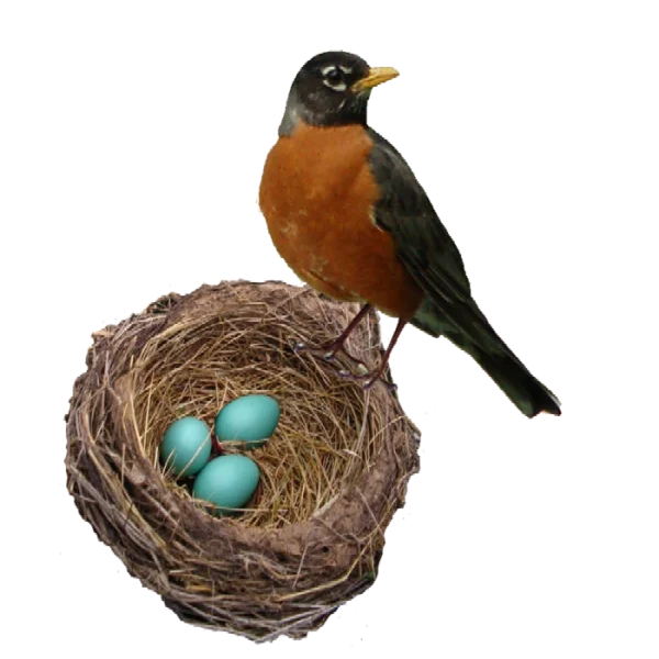 American Robin Bird with Nest and Blue Eggs PNG