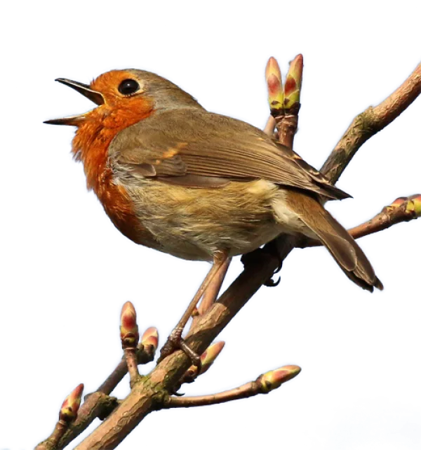 Singing European Robin on Branch PNG Transparent
