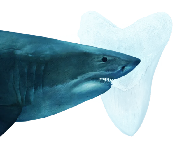 Great White Shark and Megalodon Tooth PNG Transparent Background