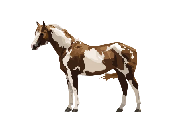 Pinto Horse PNG Transparent Background