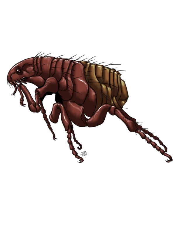 Flea Insect PNG Transparent Background