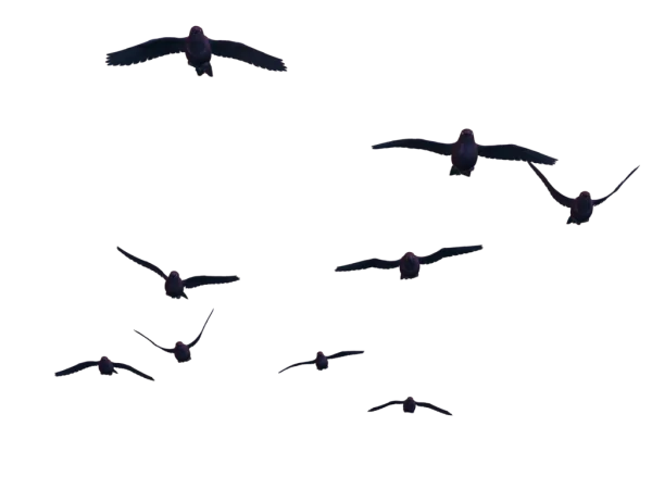 Flock of Dark Birds Flying PNG Transparent