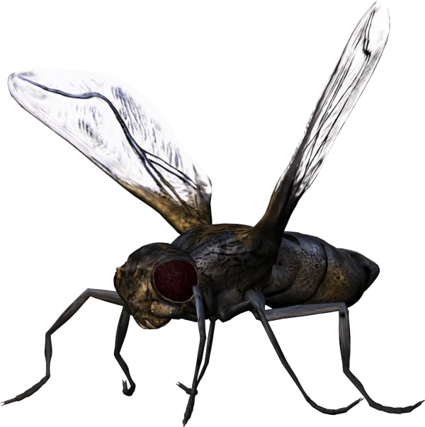 Realistic House Fly PNG Transparent Background