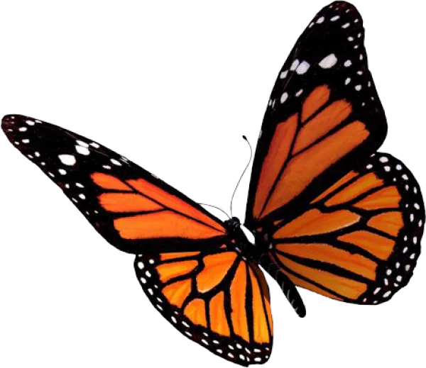 Monarch Butterfly PNG Transparent Background