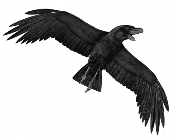 Flying Black Raven PNG Transparent Background