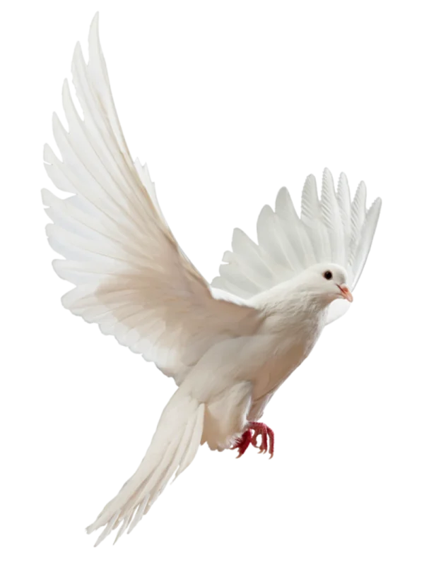 White Dove in Flight PNG Transparent Background