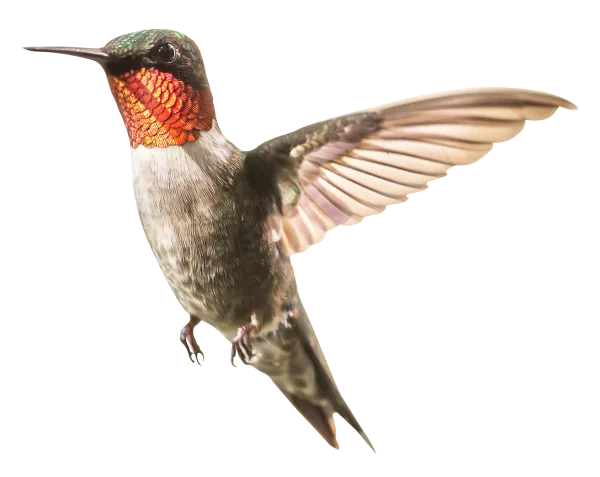Ruby-throated Hummingbird Flying PNG