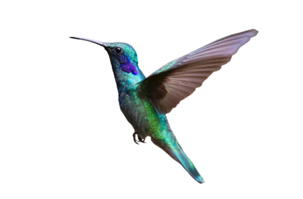 Iridescent Green and Blue Hummingbird PNG