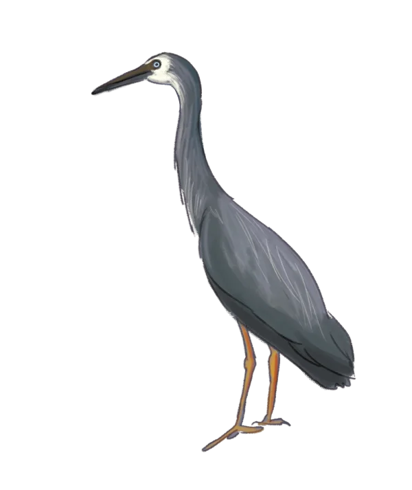 Grey Heron Illustration PNG Transparent Background