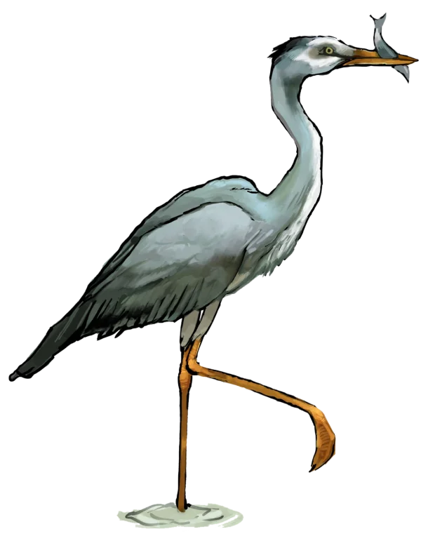 Heron with Fish Transparent Background PNG