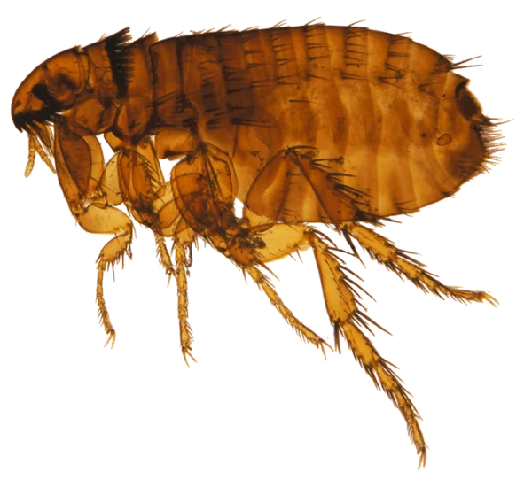 Microscopic Flea Transparent PNG