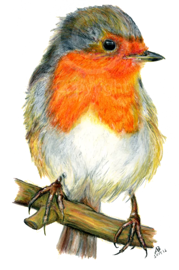 Hand-Drawn European Robin Bird PNG