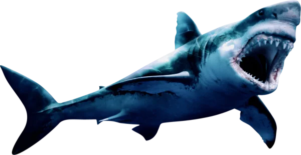 Great White Shark Attacking PNG Transparent Background